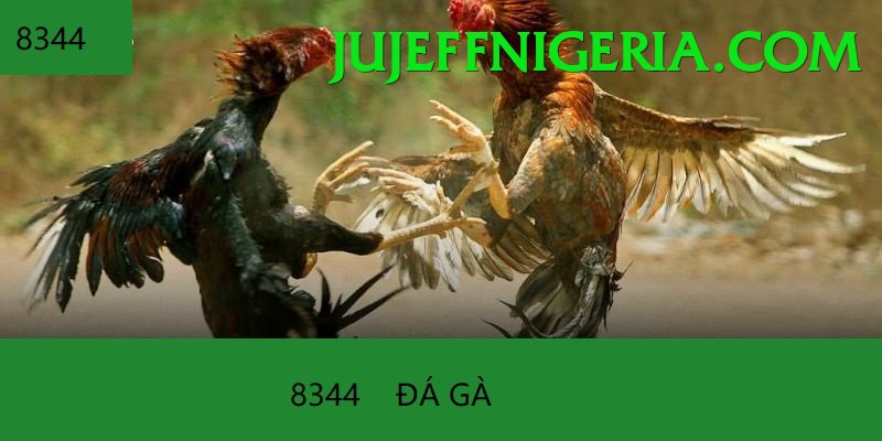 Đá Gà Trực Tiếp - Trải nghiệm tuyệt vời